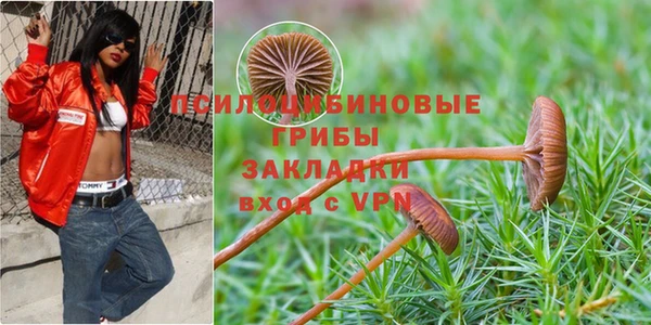 стаф Алзамай