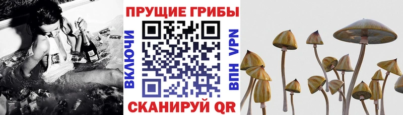 Галлюциногенные грибы Cubensis  Петушки 